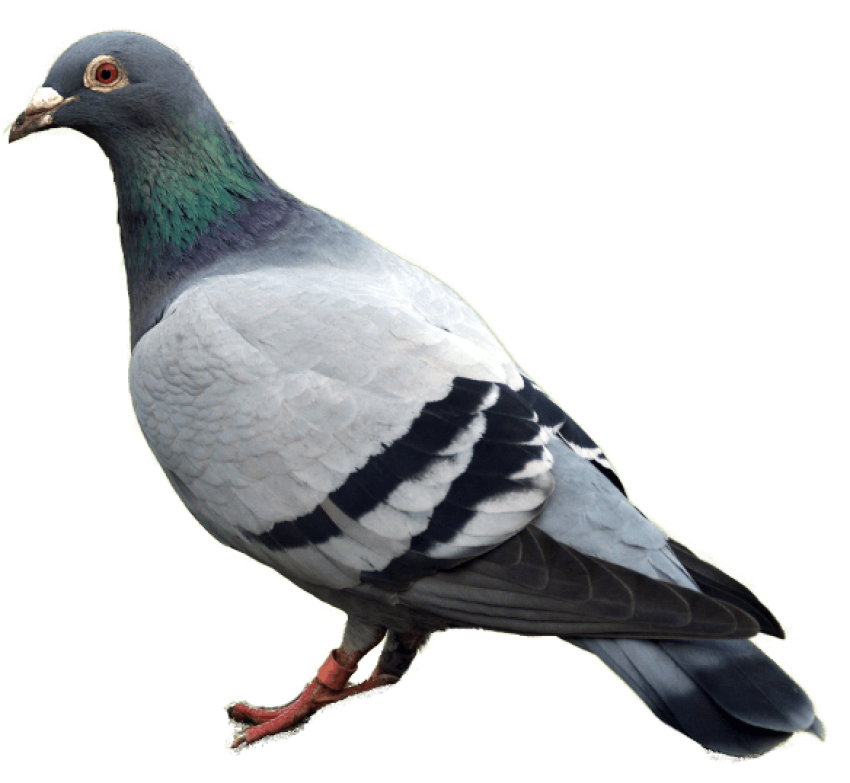 Bird Rock Dove Stock  PNG Pigeons Beak Clipart PNG Pic