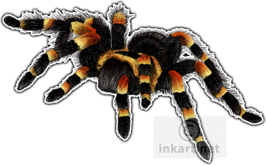 Tarantula PNG Spider HD Clipart Sticker Image