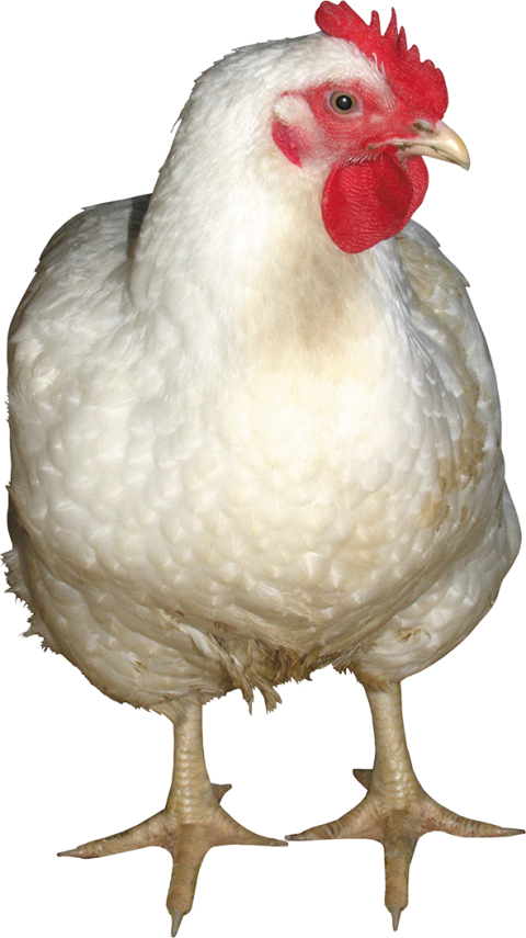 Chicken PNG free download image white hen