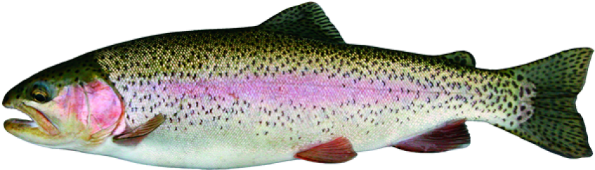 Trout PNG Facts about Rainbow Free Transparent