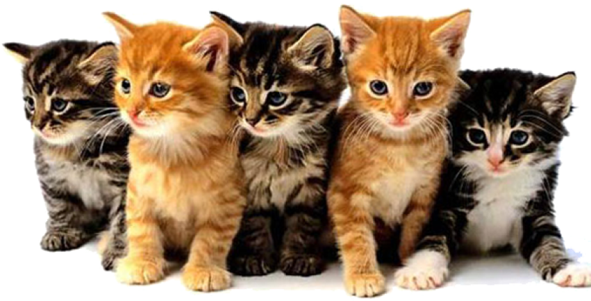 SVG Photographic Shote Kitten PNG Group Photo Free Download