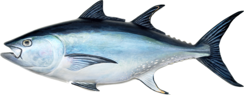 Tuna PNG Fish Free Download