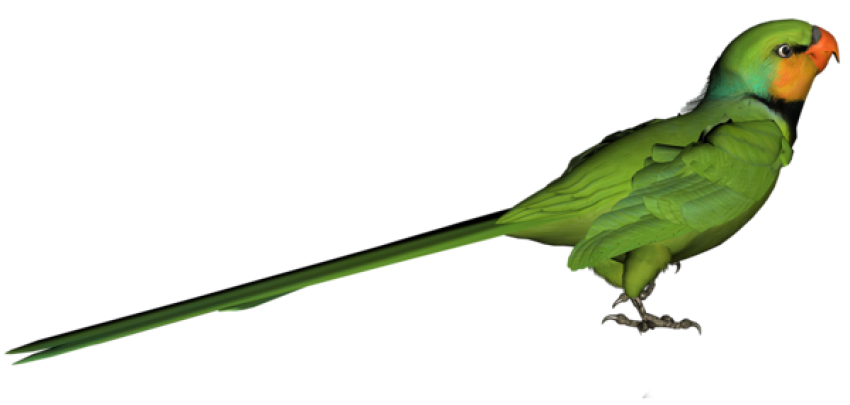 Green Parrot with Long Tail PNG Free Download Image