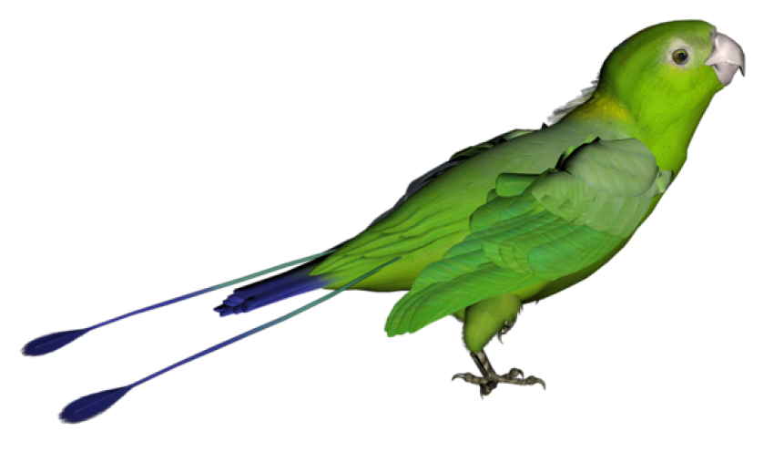 Green Flying Parrot With Blue Tail PNG transparent Clipart Birds Image