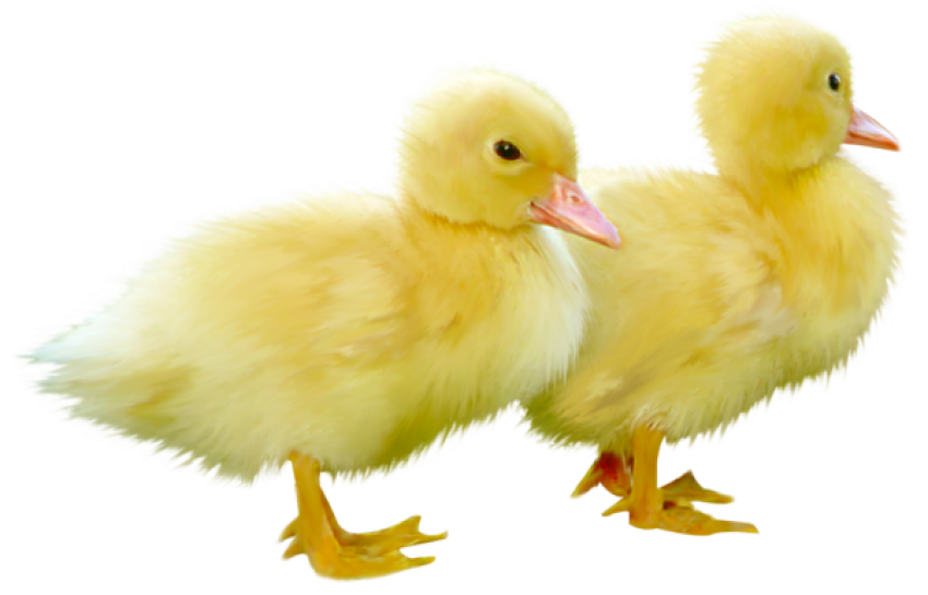 Download Baby Chicken Png Background Image, Baby Chicks Baby Chick Transparent