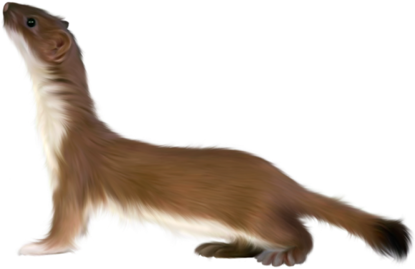 PNG Wildlife Animal mammal weasel