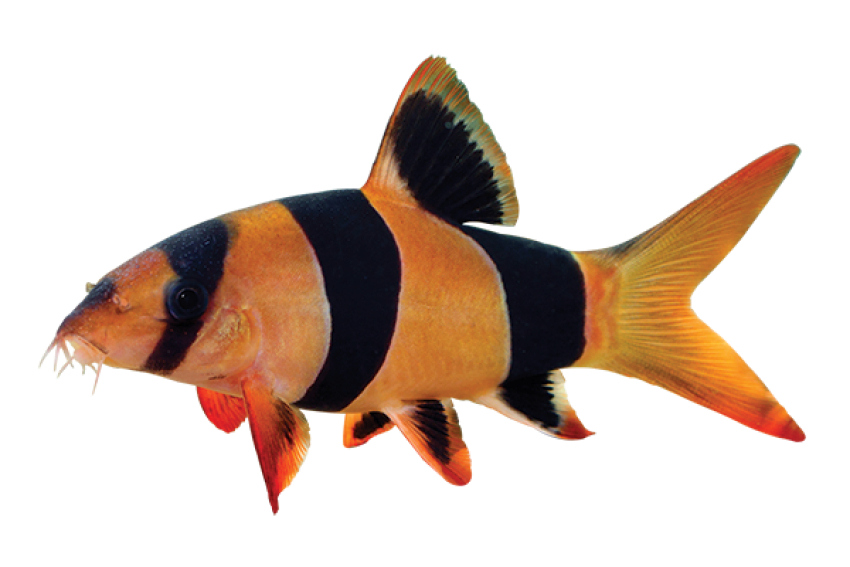 Real Neon Tetra PNG Beautiful Image Free Transparent