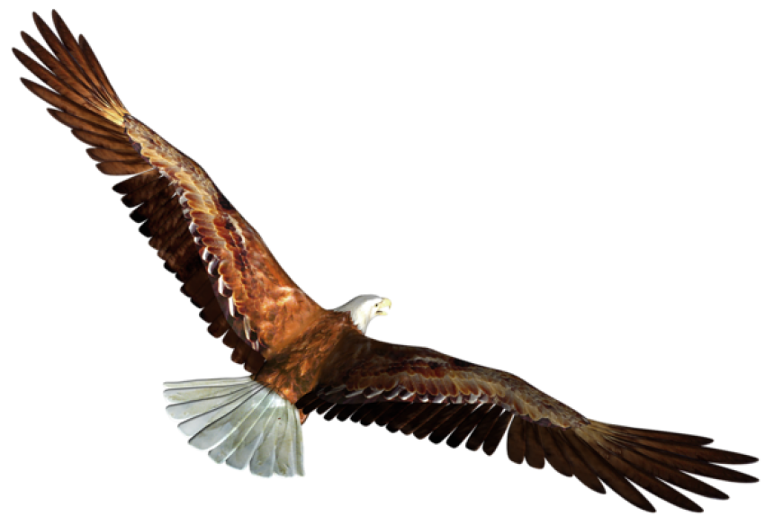 Owl flying Bird Animal Nature Wildlife Predator- Osprey, HD PNG Download