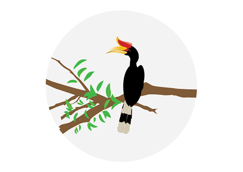 Rhinoceros Hornbill PNG Image Download Free