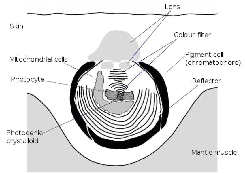 Nautiloid PNG Science Project Free Image Download