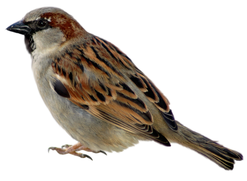 Sparrow Birds PNG Image Free Download, PNG Wings