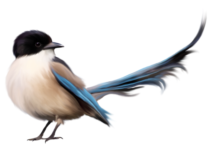 Birds With Blue Tail PNG Clipart High Quality Free PNG Transparent Photo
