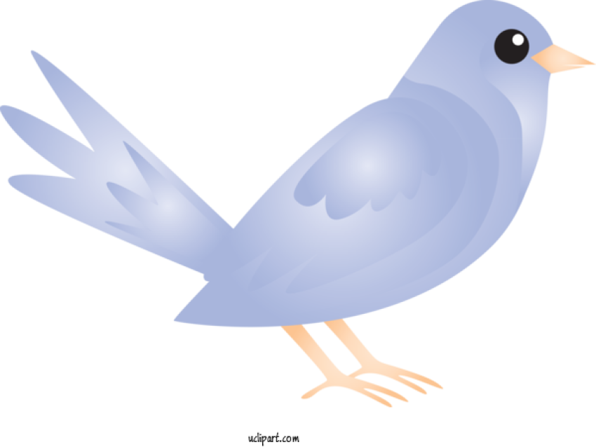 Vector Art Rock Dove PNG Image