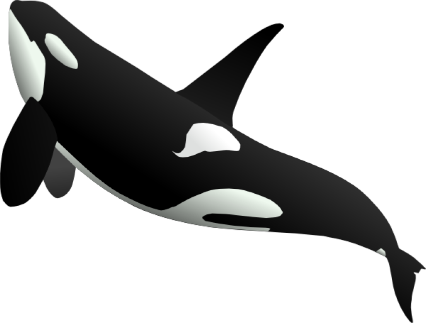 Clipart whale large fish black and white