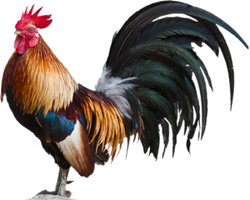 HD Rooster PNG image on Transparent