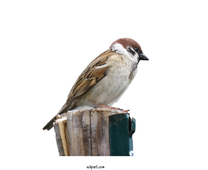 Sillouette Stock photography PNG House Sparrow Animal Image