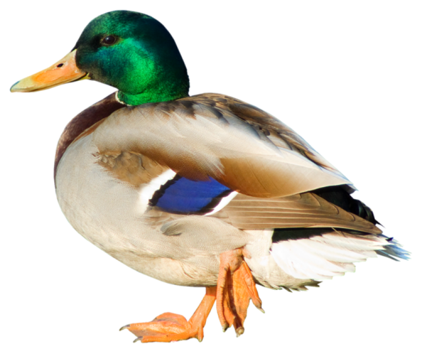 Duck PNG Picture, Gallery Yopricevile - High Quality Free Image And Transparent PNG Clipart