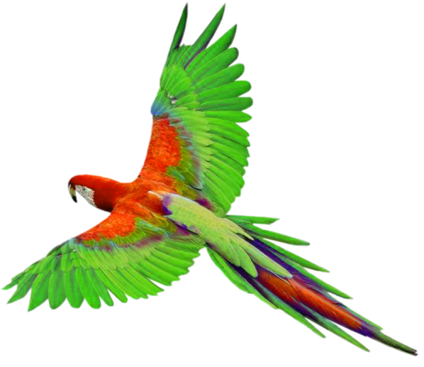 Free Flying Parrot PNG, Download Free Flying Parrot PNG image - Free Clipart
