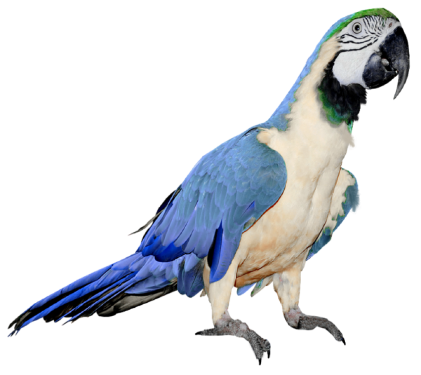 Download Large White and Blue Parrot PNG Image Transparent Background