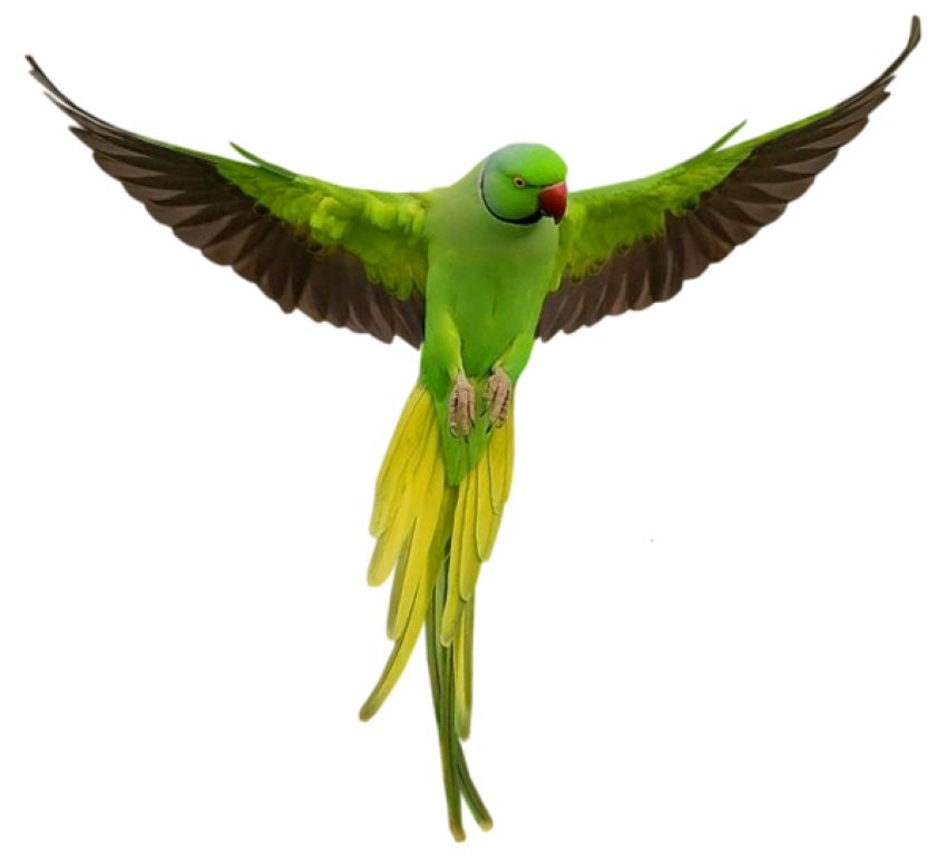 Green & Brown Parrot, Istock Birds Image, Transparent Background