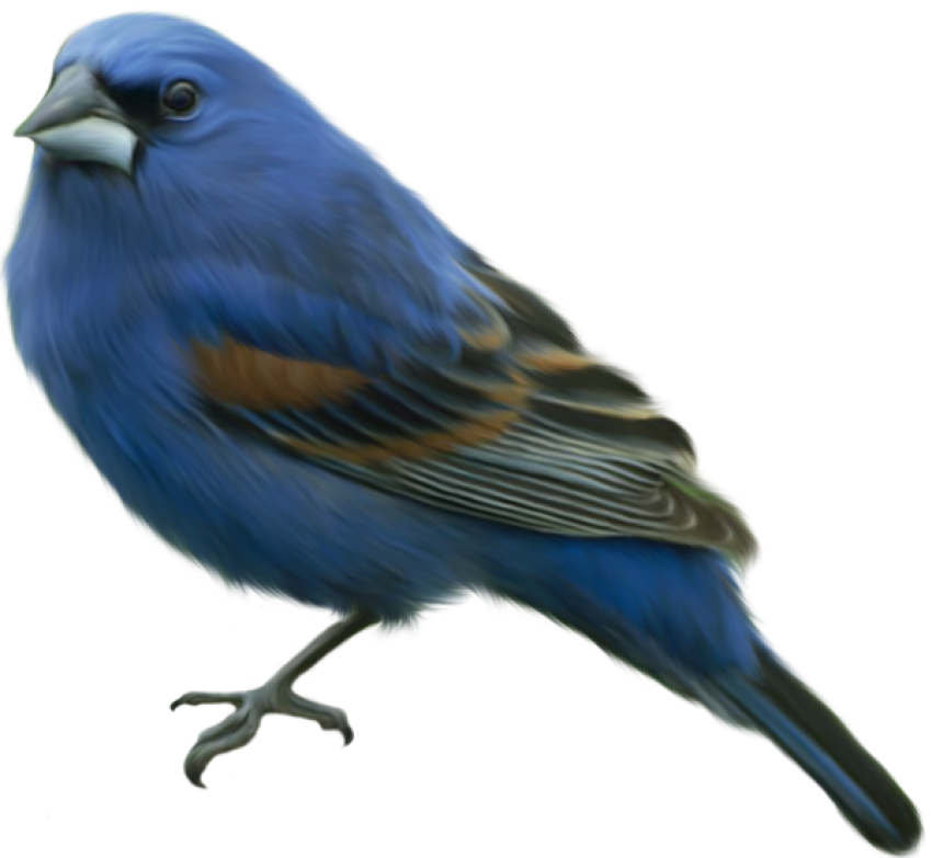 Blue Sparrow PNG Download, Bird PNG Image, Sparrow Animals Birds PNG Transparent Image