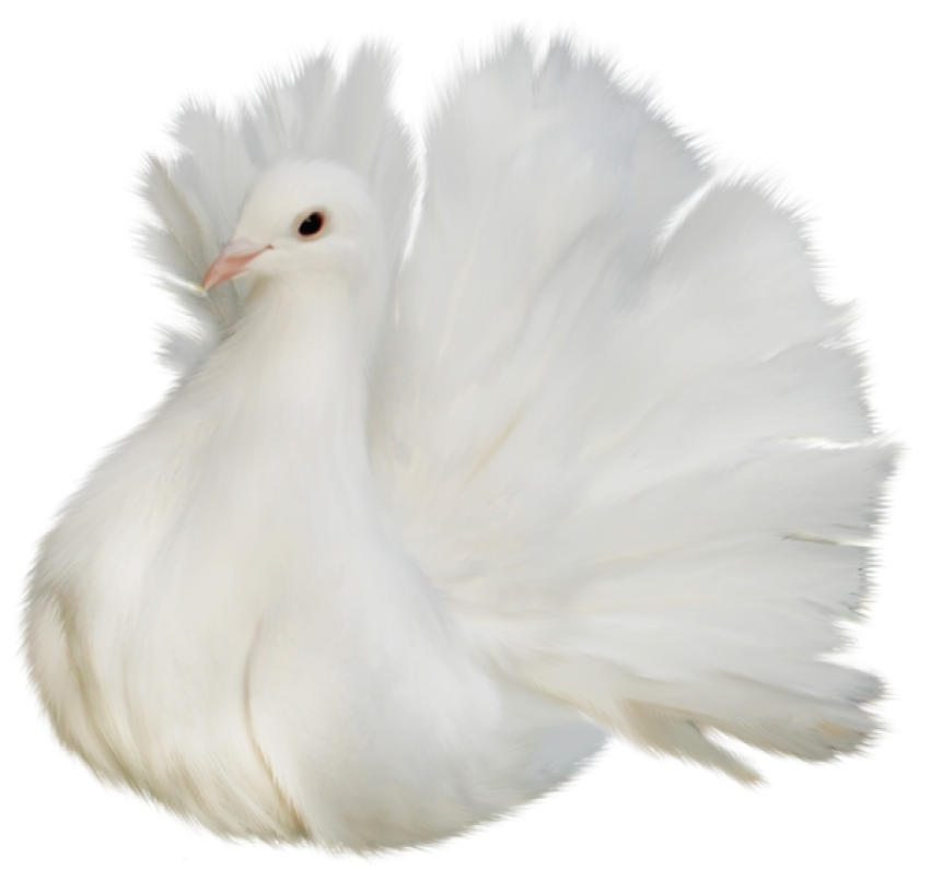White Beautiful Delicate Dove Birds PNG Clipart Picture