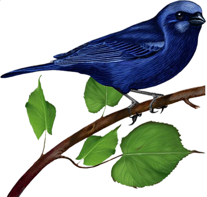 Blue Sparrow PNG Download, Bird PNG Download, Transparent PNG Free Download Blue Sparrow