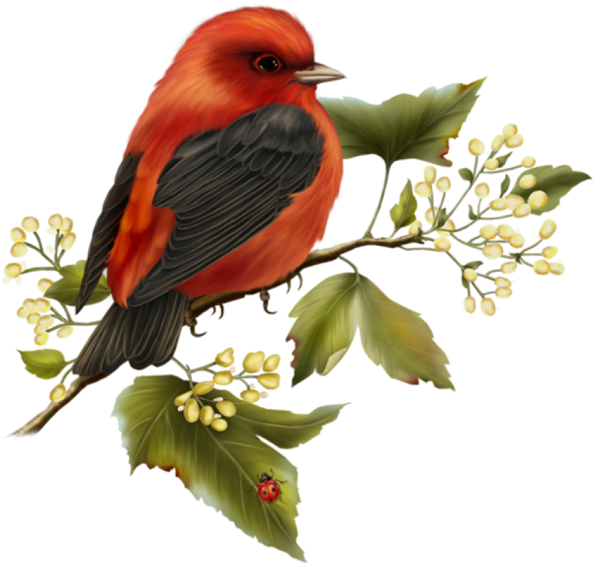 Art Black And Red PNG Sparrow , Flying Images Free Transparent Background
