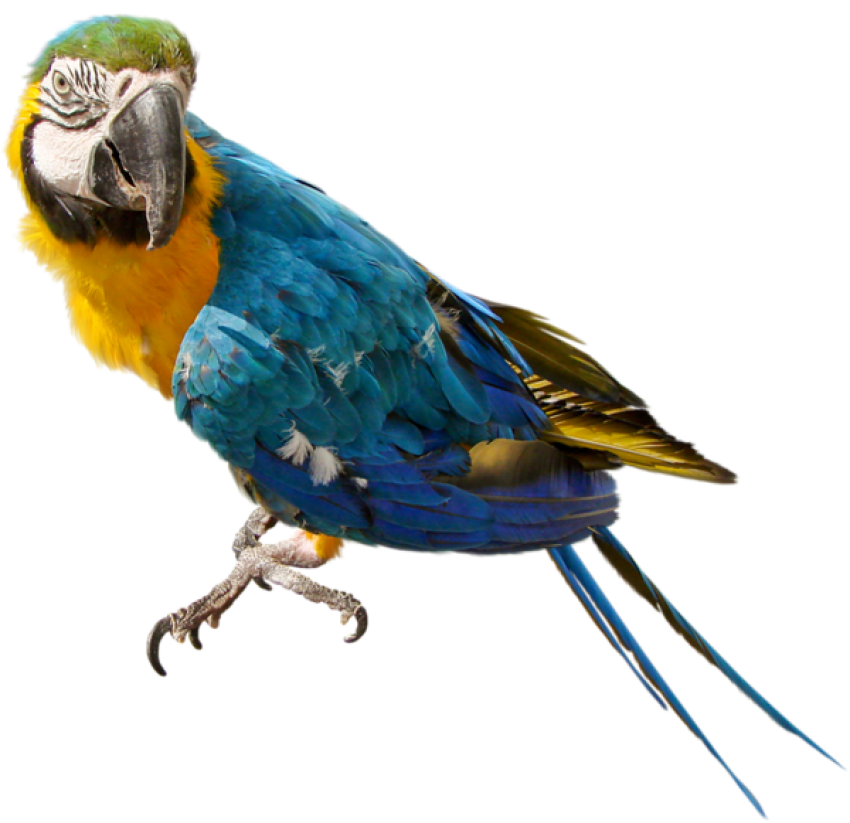 Parrot PNG Image with Transparent Background, Free Download on Lovepik