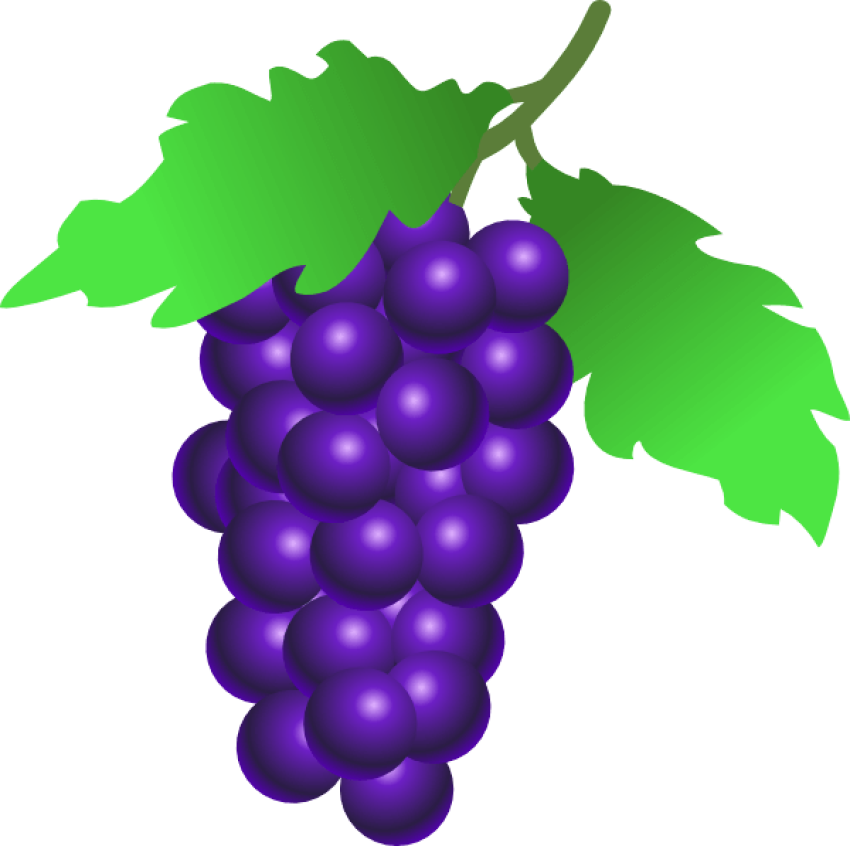 Best Purpul Grapes Vector Graphic  PNG free Download
