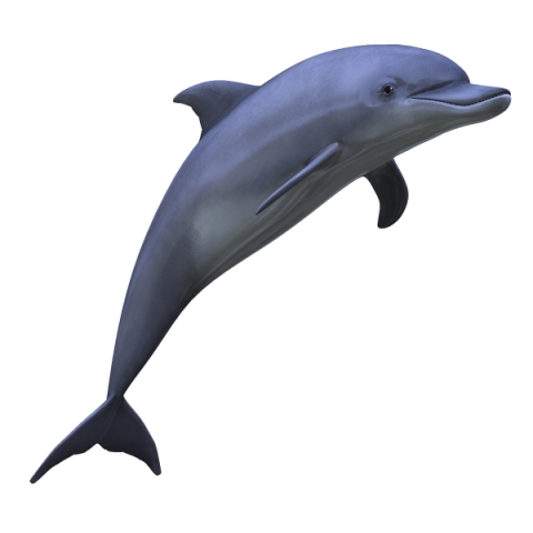 Dolphin png transprent free download