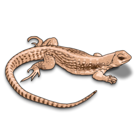 Worm Lizard PNG On White Background