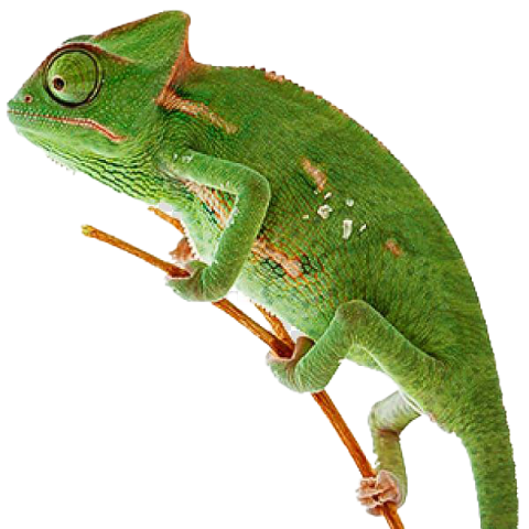 Chameleon Reptile PNG Image Free Download