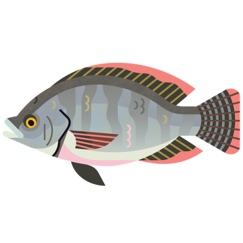 Nile Tilapia Fish hi res stock photography PNG  image Free download