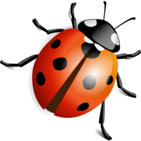 Ladybird Beetle PNG Photo On White Background