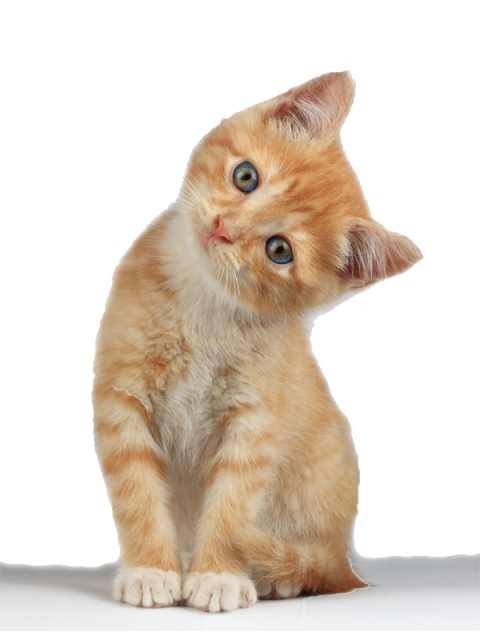 Cute Cat Kitten PNG Image Wallpaper Free Download