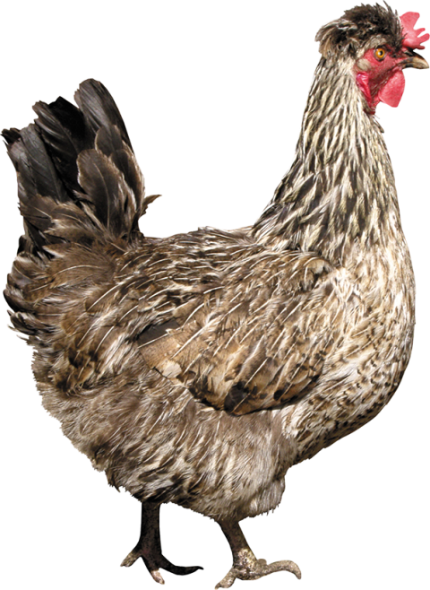 Chicken PNG download free