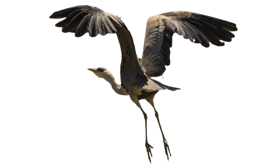 Flying Heron PNG Image Free download