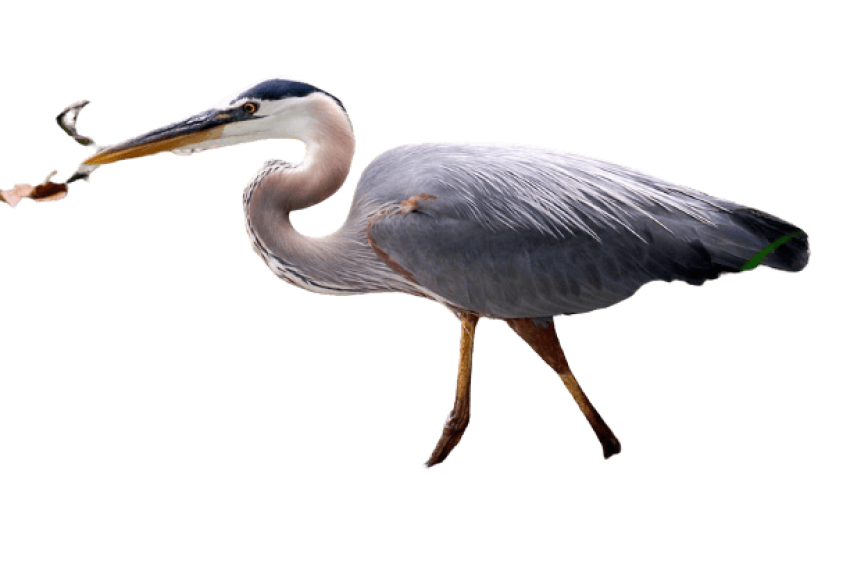 Clipart Illustration Heron PNG Image Download Free