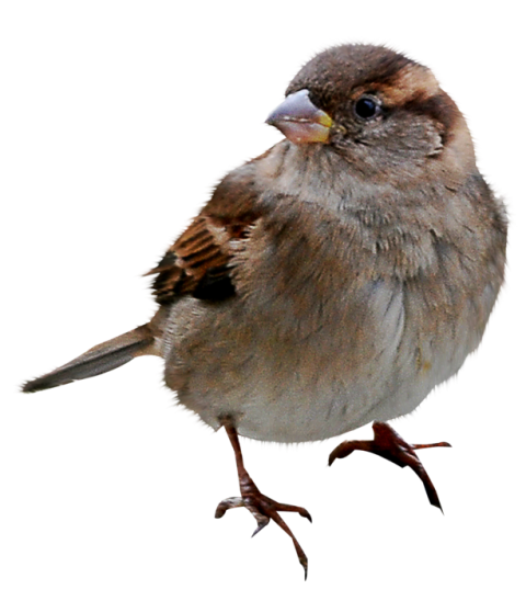 Clip Art Bird House Sparrow PNG Transparent Background