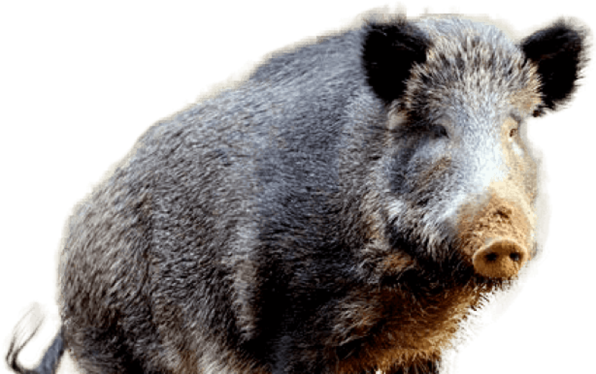 Peccary Wild Boar AZ Wilflife Creations PNG Image Free Download