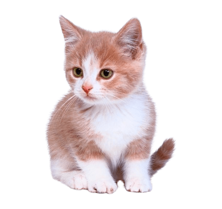 Baby Kitten PNG Clipart Picture Free Animal