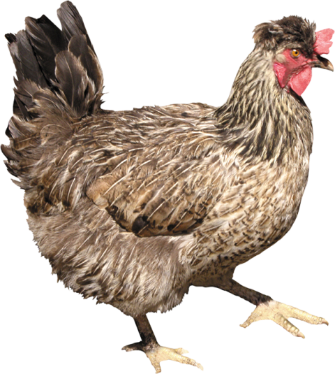 Hen chicken walk PNG free download photo