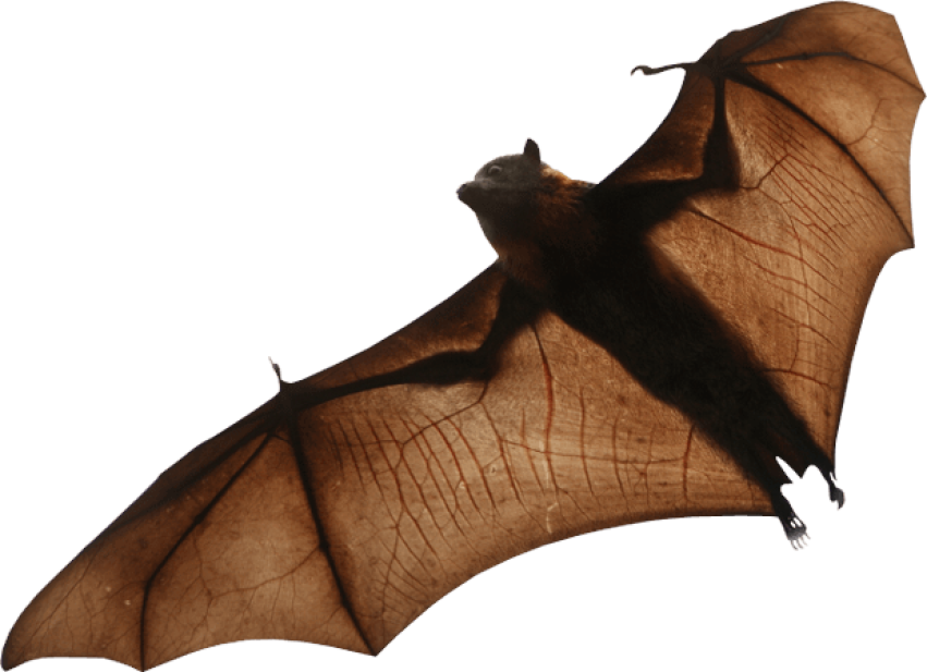 Bats where can i download free png