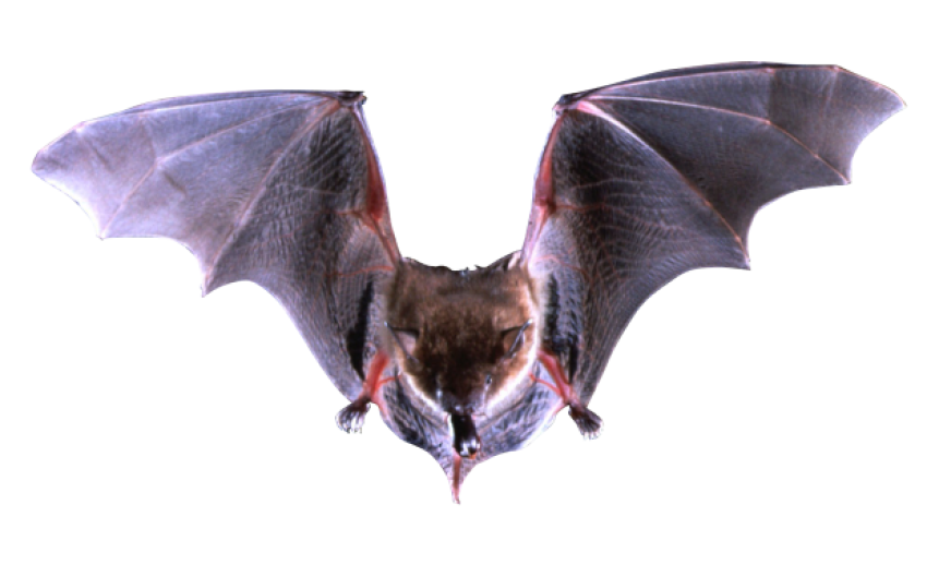 Bats use free png