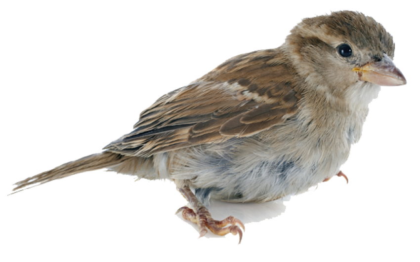 Transparent HD Photo Free House Sparrow PNG Bird