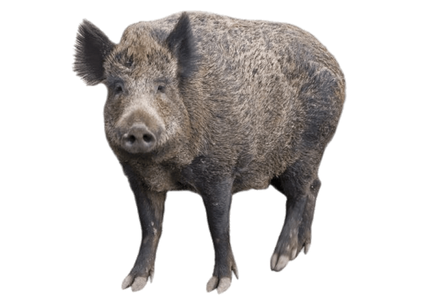 Peccary PNG Free Download Image