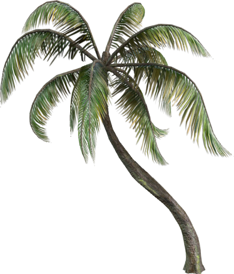 palm tree png free download