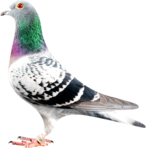 Beautiful Rock Dove PNG Beautiful photographic