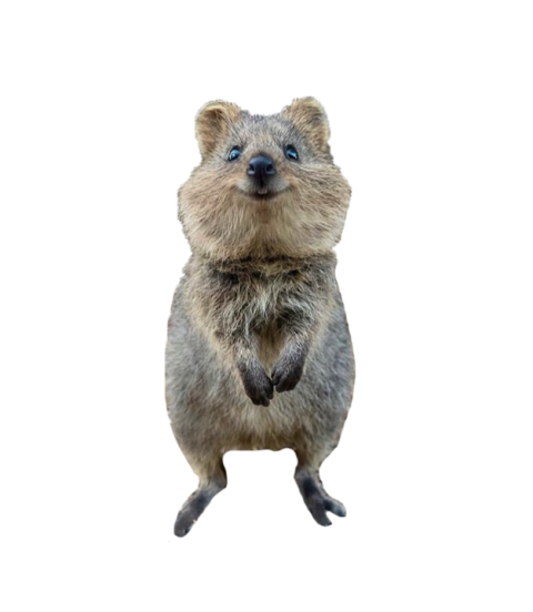 PNG Quokka Wildlife mammal Animal Image Free Transparent